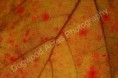 /album/photogallery/dsc-0098-watermarked-jpg/